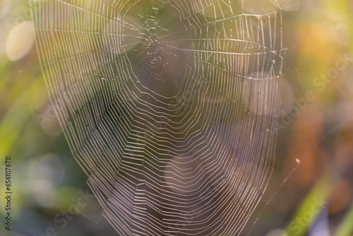 spider web in autumn light