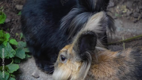 Black rabbit with funny hair cut looking aorund photo