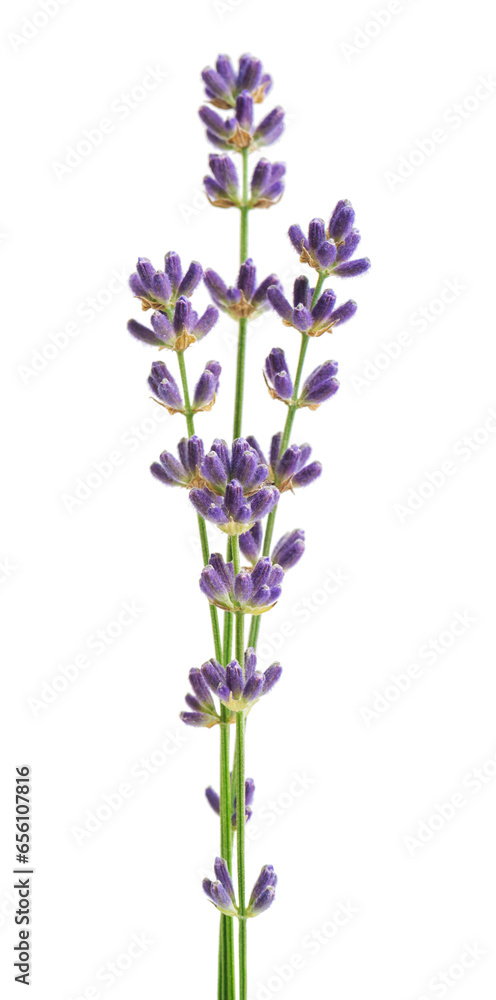 Obraz premium Bunch flower lavender therapeutic herbs, isolated on white background.