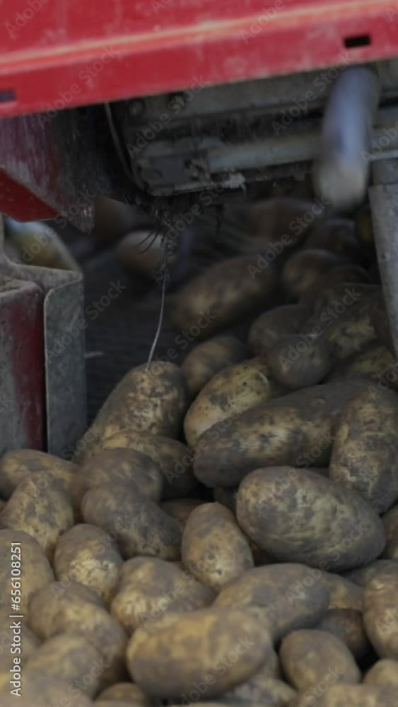 Harvesting potatoes in September. Closeup Harvesting potatoes in September. Closeup