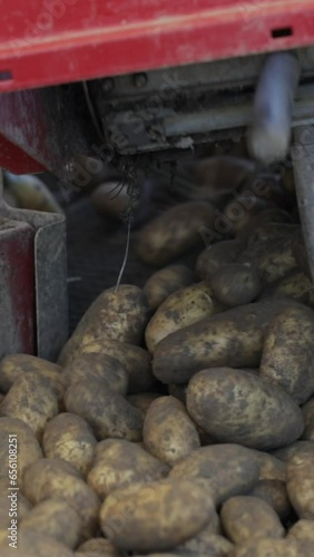 Harvesting potatoes in September. Closeup