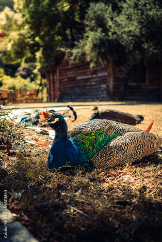 peacock with feathers