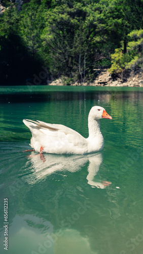 Photos white duck swimming in the lake