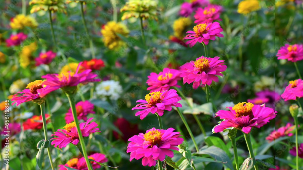 Multi-colored flowers in the flower garden