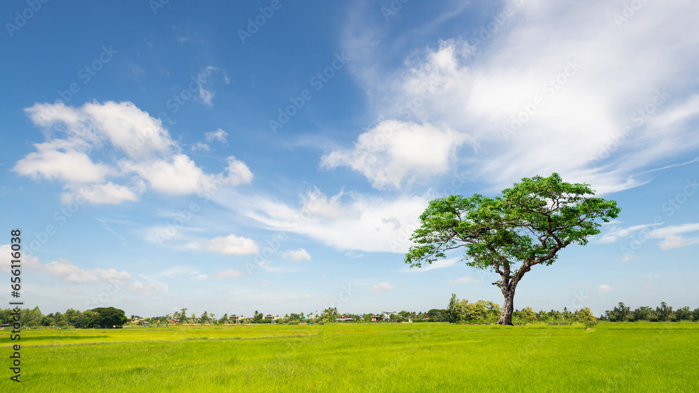 Fototapeta premium The tree.The bright blue sky above the rice fields in northeastern Thailand.Blue sky. rice fields