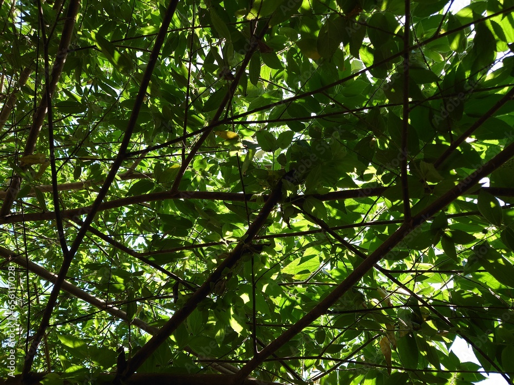 cherry fruit tree with green leaves in sunlight, nature background, cherry fruit tree with green leaves in sunlight, nature background,