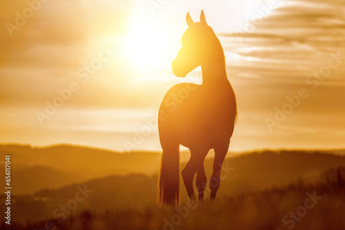 Fototapeta Naklejka Na Ścianę i Meble -  A berber arab horse in front of a stunning sunset landscape in late summer outdoors