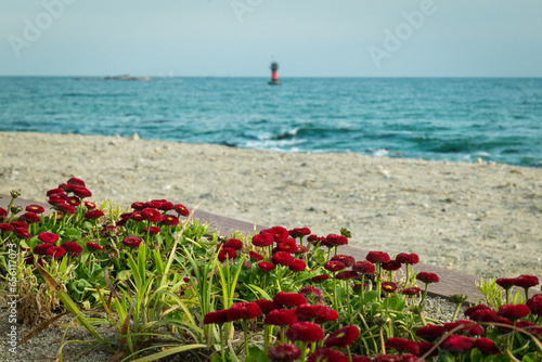 flowers on the beach photo