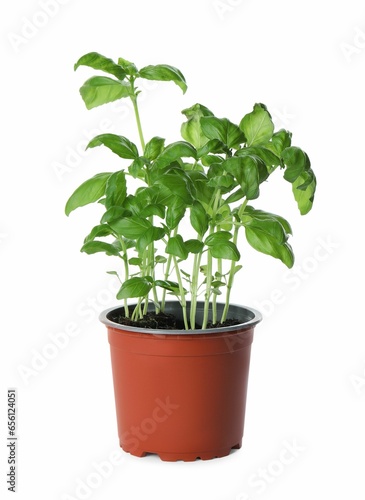 Aromatic green potted basil isolated on white