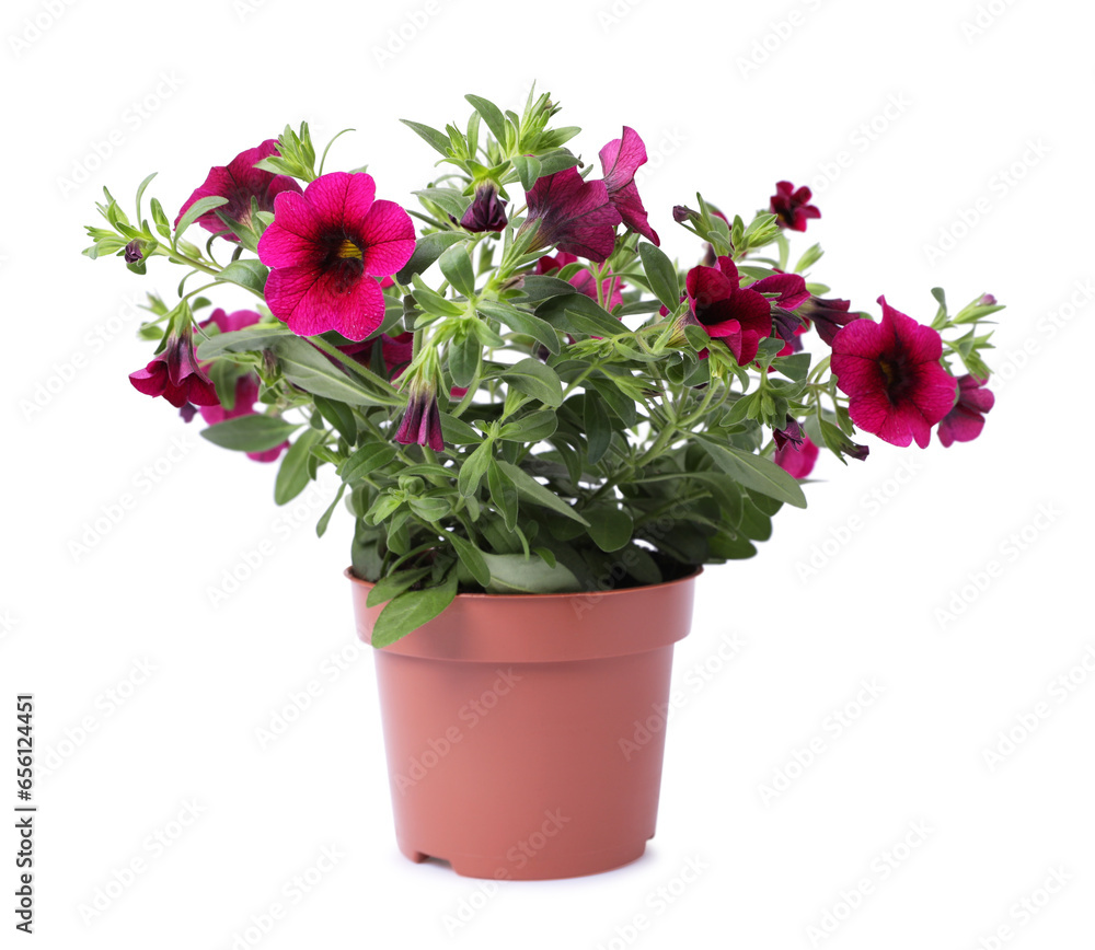 Beautiful blooming petunia flower in pot isolated on white