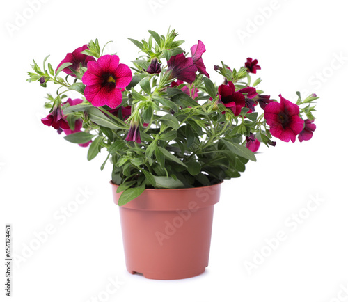 Beautiful blooming petunia flower in pot isolated on white