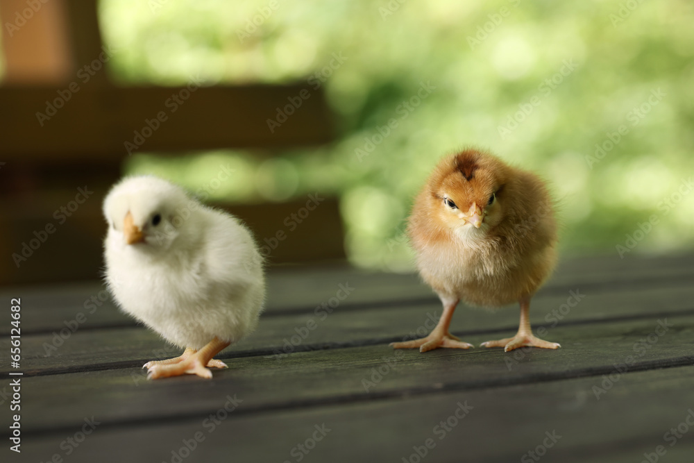 Two cute chicks on wooden surface outdoors, closeup. Baby animals