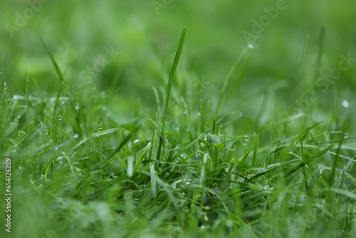 Fresh green grass with water drops growing outdoors in summer, closeup