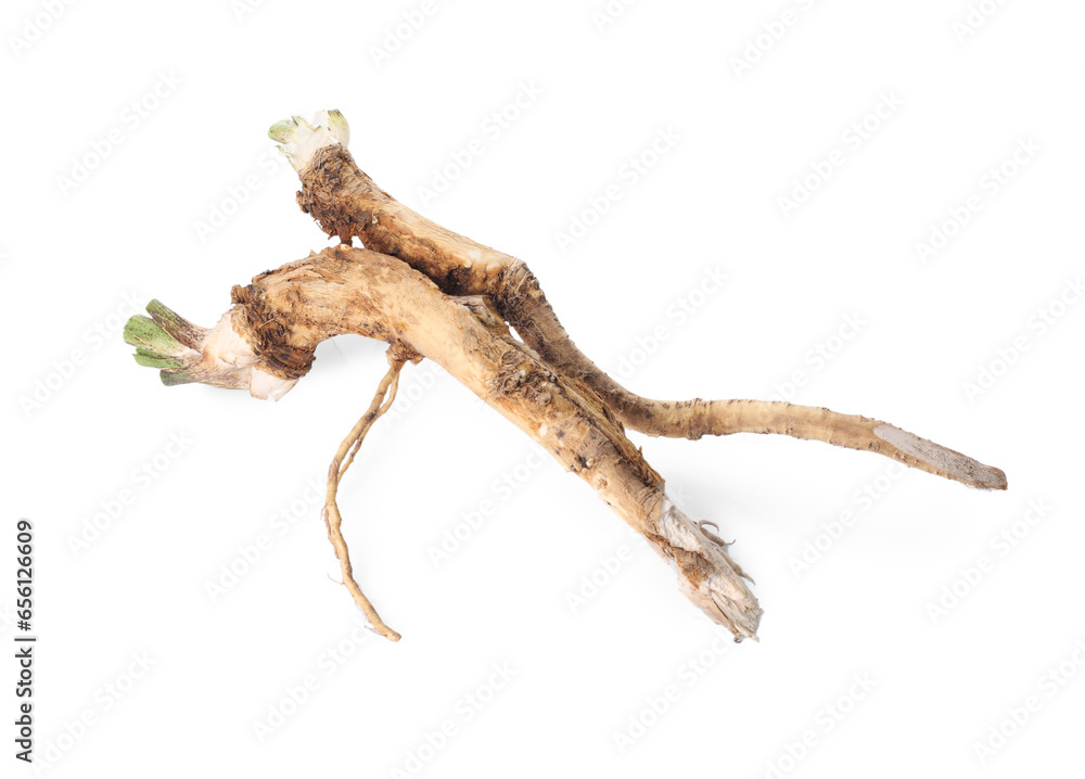 Two fresh horseradish roots isolated on white Two fresh horseradish roots isolated on white