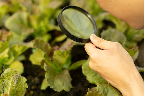 Asian smart farmer holding magnifying glass while checking vegetable in the organic farm. Agricultural entrepreneur who started a vegan farming business.