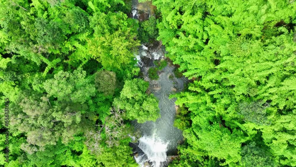Majestic: Behold a magnificent waterfall, an emblem of nature's grandeur, encircled by the vibrant tapestry of a tropical forest. Pra on la or Waterfall, Phu Chong Na Yoi national park, Thailand.
Majestic: Behold a magnificent waterfall, an emblem of nature's grandeur, encircled by the vibrant tapestry of a tropical forest. Pra on la or Waterfall, Phu Chong Na Yoi national park, Thailand.