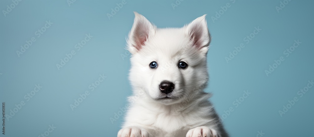 Photo studio puppy white Siberian husky