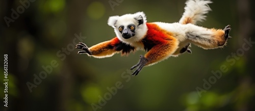 Red and white monkey with long tail found in Madagascar jumps in rainforest photo