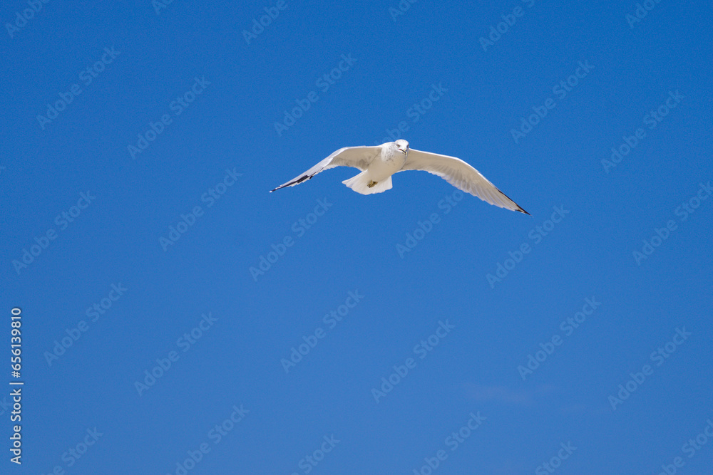 Ring Billed Gull Flying 