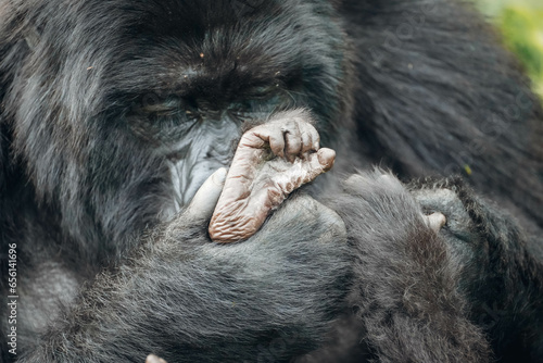 Mother gorilla cleans baby's foot in Volcanoes National Park, Rwanda photo