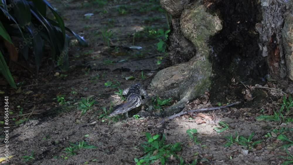 A monitor lizard crawled on the moist ground at the base of a tree. In some universities, this is normal. It's not afraid of people watching. It is like a representative of the rich nature of Thailand A monitor lizard crawled on the moist ground at the base of a tree. In some universities, this is normal. It's not afraid of people watching. It is like a representative of the rich nature of Thailand