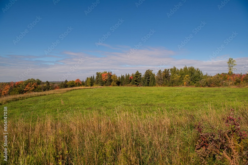 Fototapeta premium autumn landscape with trees and field