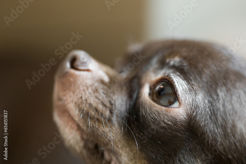 Defocused brown funny serious chihuahua dog close up portrait with goggled eyes and big nose