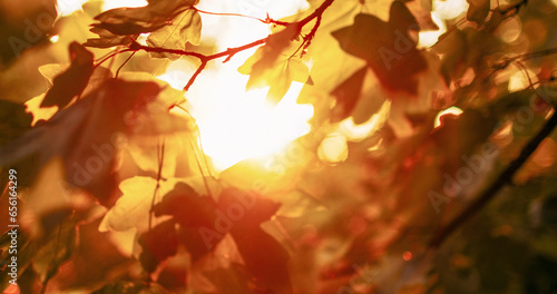 Forest sunrise background. Fall leaves. Morning park scenery. Blur yellow green tree foliage branch in lens flare defocused glowing beam light.