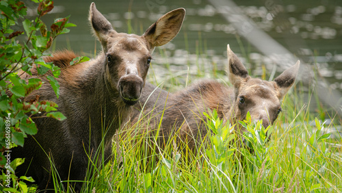 Twin baby moose