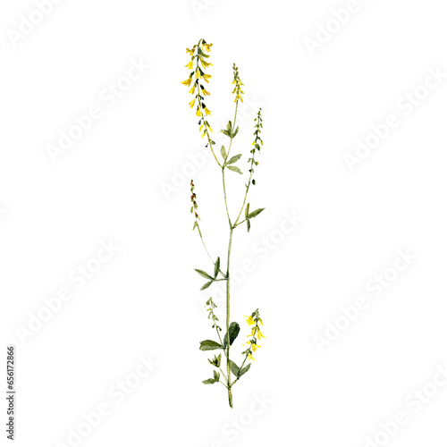 watercolor drawing plant of sweet yellow clover, ribbed melilot with leaves and flowers, Melilotus officinalis isolated at white background, natural element, hand drawn botanical illustration photo