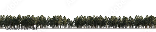Photo isolated conifer trees pinus ponderosa, best use for image background