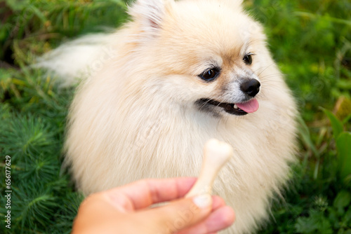 Treats for Animals. Picky Dog Refuses to Eat Bone on Blur Green Background.