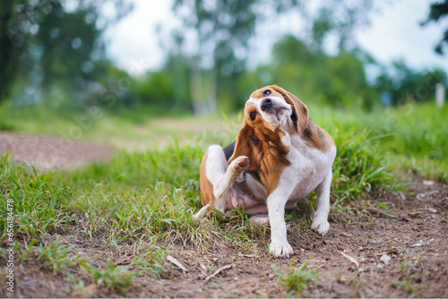 A cute tri-color beagle dog scratching body outdoor on the grass field.