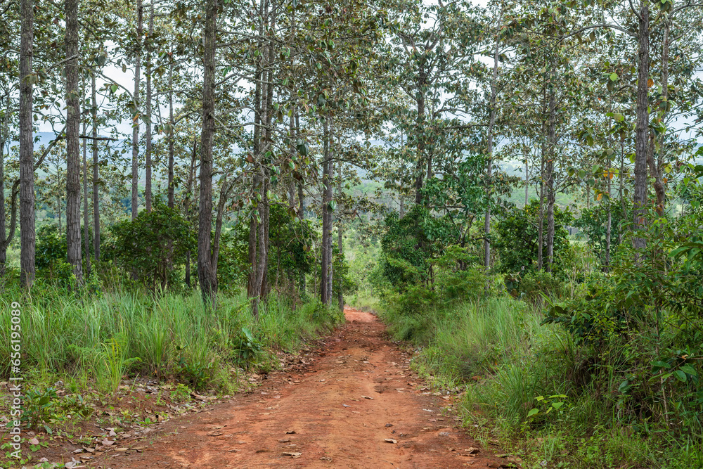 Fototapeta premium Landscape of gravel road in countryside with meadow. Road in rainy season..