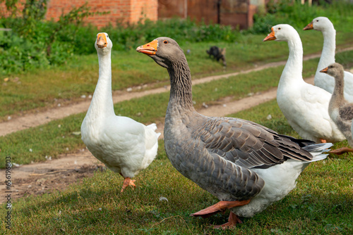 Domestic geese walk around the village in free range © Andrey