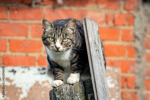 Fototapeta Naklejka Na Ścianę i Meble -  Striped village cat sitting on the fence..
