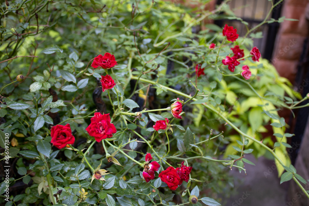 red berries on a bush