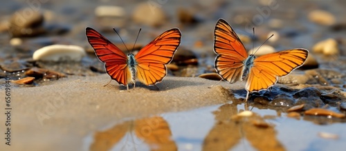 Tropical orange butterflies with stunning wings spotted puddling in the Amazon River Basin in Colombia South America photo