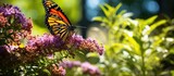 Summer monarch butterfly enjoying nectar from wildflowers in a garden