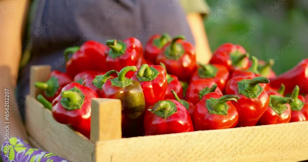 A young female farmer holds a wooden box of red peppers at sunset. A young female farmer holds a wooden box of red peppers at sunset.