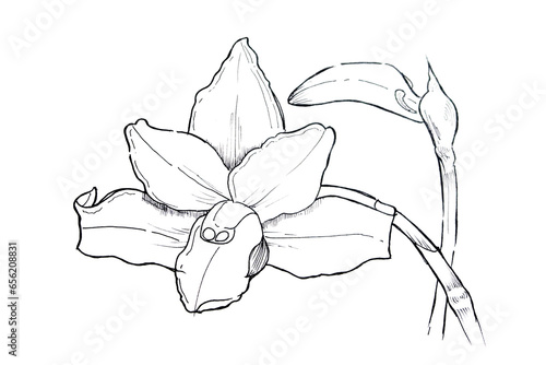 Illustration hand drawing of orchids sketch a black outline on a white background