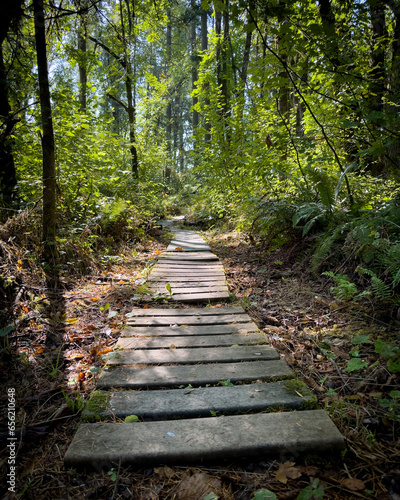 path in the woods