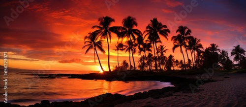 Gorgeous Hawaiian beach sunset with palm trees © 2rogan