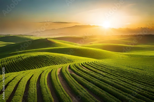 sunset over the field