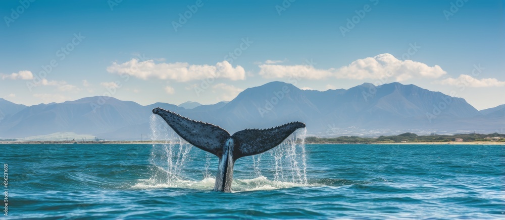 Humpback whales tail in False Bay off Southern Africa Coast - obrazy, fototapety, plakaty 