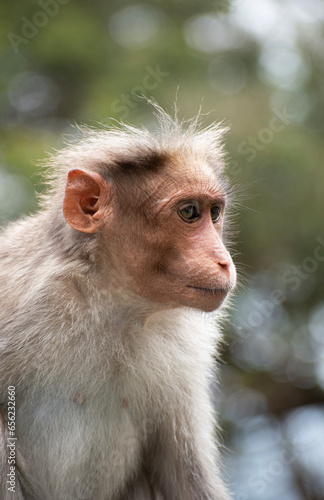  A close up of Rhesus Monkey (Rhesus Macaque) sitting and looking around © Arjun