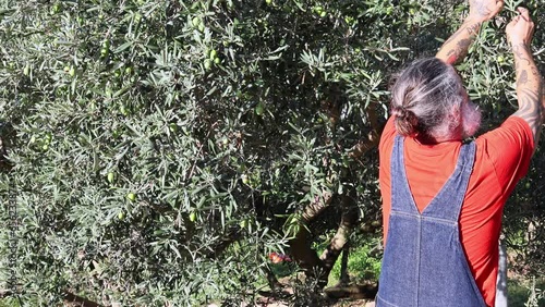 Young farmer picking olives in a small olive grove. Image with copy space