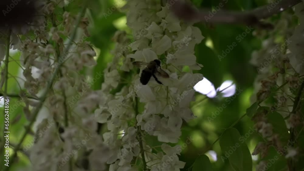 Dimly lit bee crawls along vertical white bundle of flowers Dimly lit bee crawls along vertical white bundle of flowers