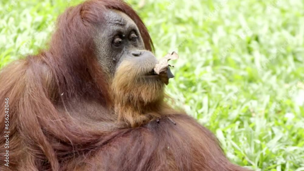 Close up of a Bornean orangutan (Pongo pygmaeus) playing with a leaf Close up of a Bornean orangutan (Pongo pygmaeus) playing with a leaf