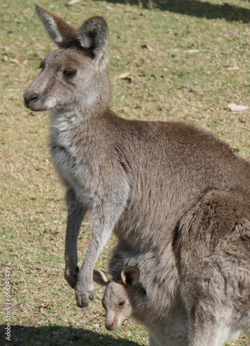 Kangaroo in a paddock with inquisitive Joey-in pouch NSW